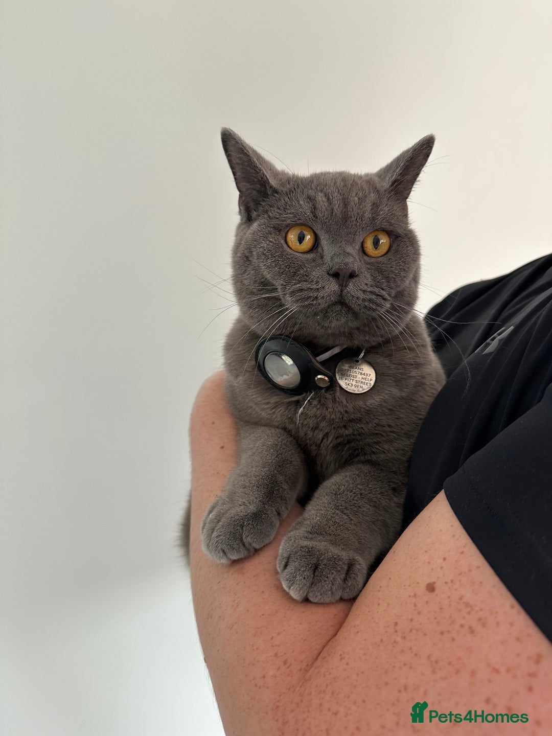 British Shorthair cats for sale: GCCF Champ Bloodline Pedigree BSH Kittens  - Image 5
