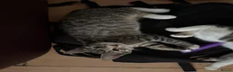 Domestic Shorthair cats for sale: 3mo Kittens: Vet Checked & Litter Trained - Advert 3