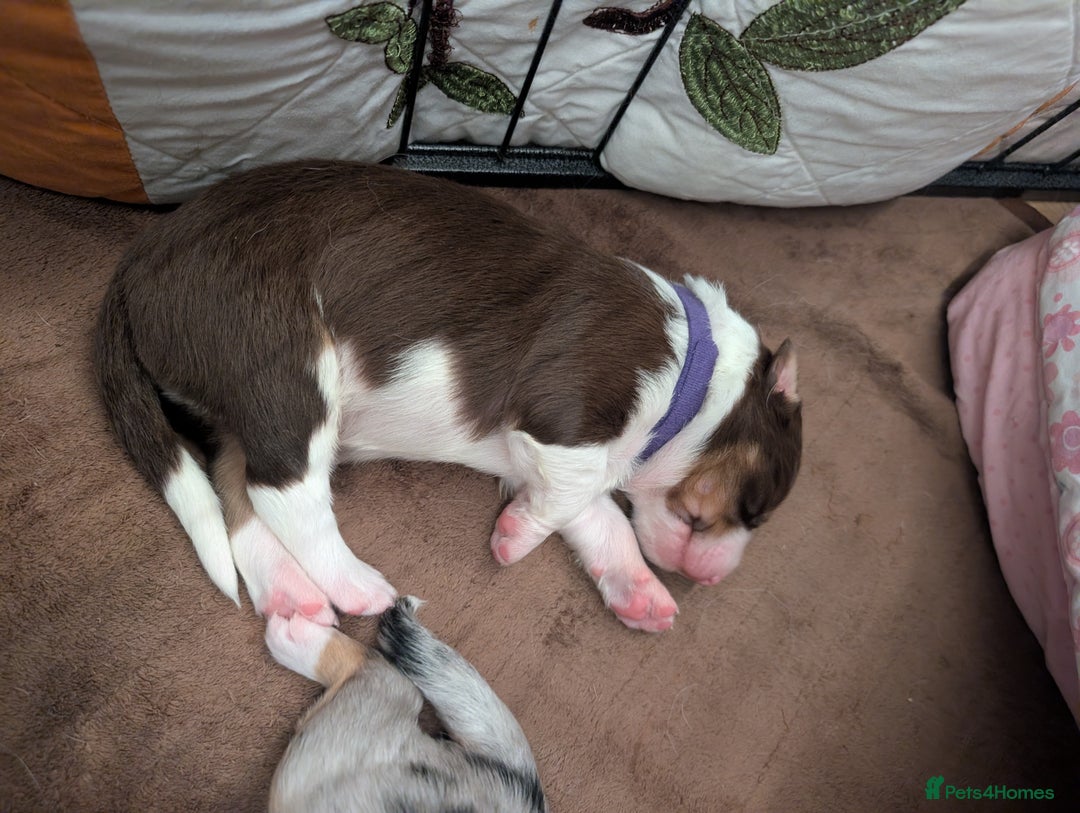 Australian Shepherd dogs for sale: Australian shepherd puppies  - Advert 11