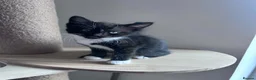 Mixed Breed cats for sale: 2 beautiful loving mixed kittens left - Advert 5