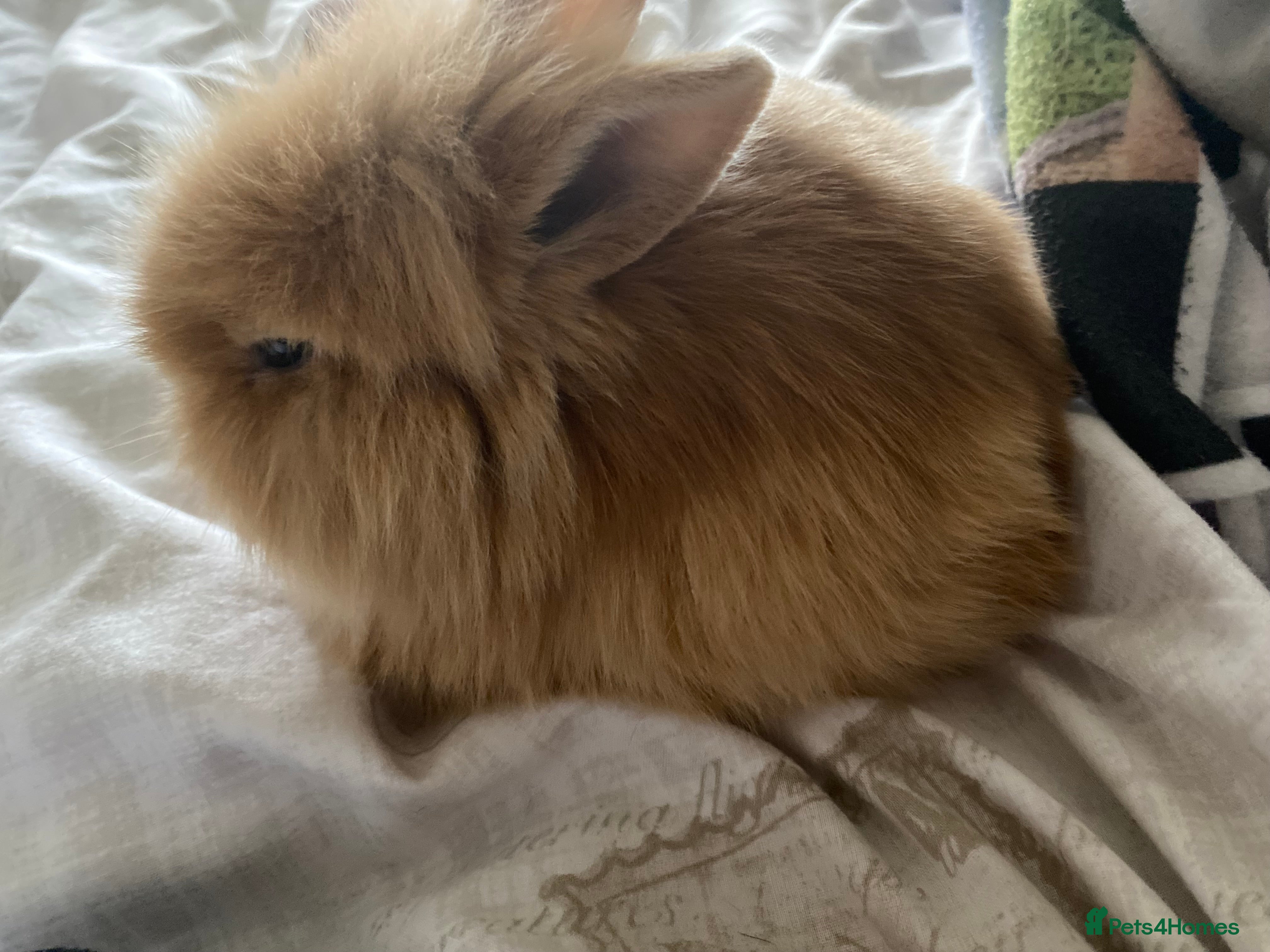 Lionhead rabbits Baby rabbit  - Advert 2