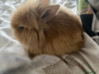 Lionhead rabbits Baby rabbit - Advert 1