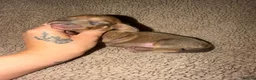 Miniature Dachshund dogs for sale: Beautiful KC Registered Miniature Dachshund Pups  - Advert 16