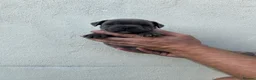 Staffordshire Bull Terrier dogs for sale: Gorgeous blue KC Staffy Pups *Champion Bloodlines* - Advert 32