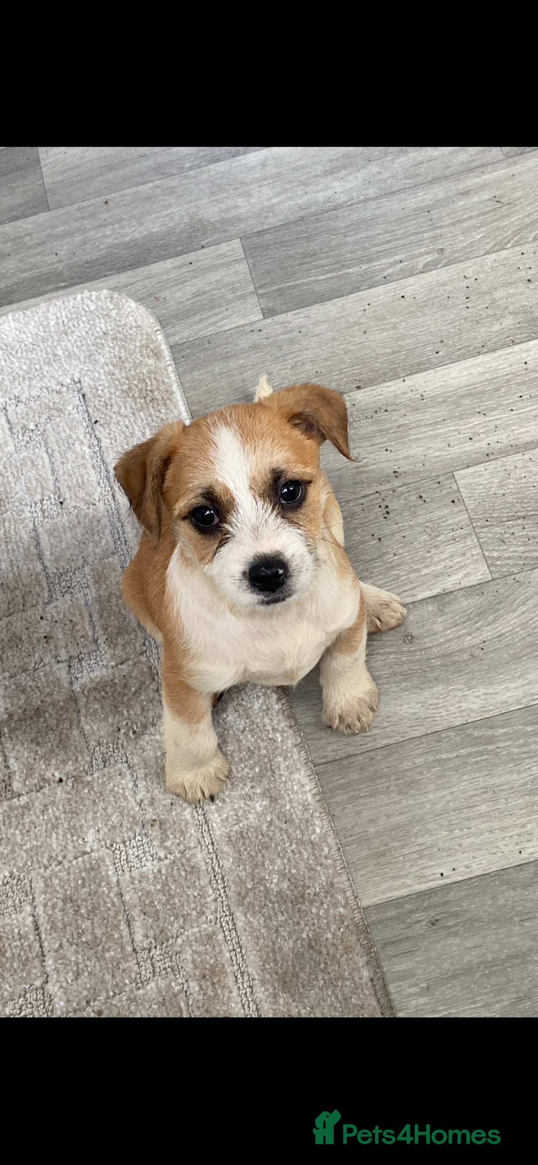 Mixed Breed dogs for sale: Jack Russell puppies ready to leave  - Advert 6