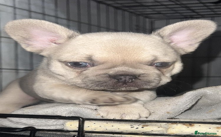 French Bulldog dogs - Advert 6