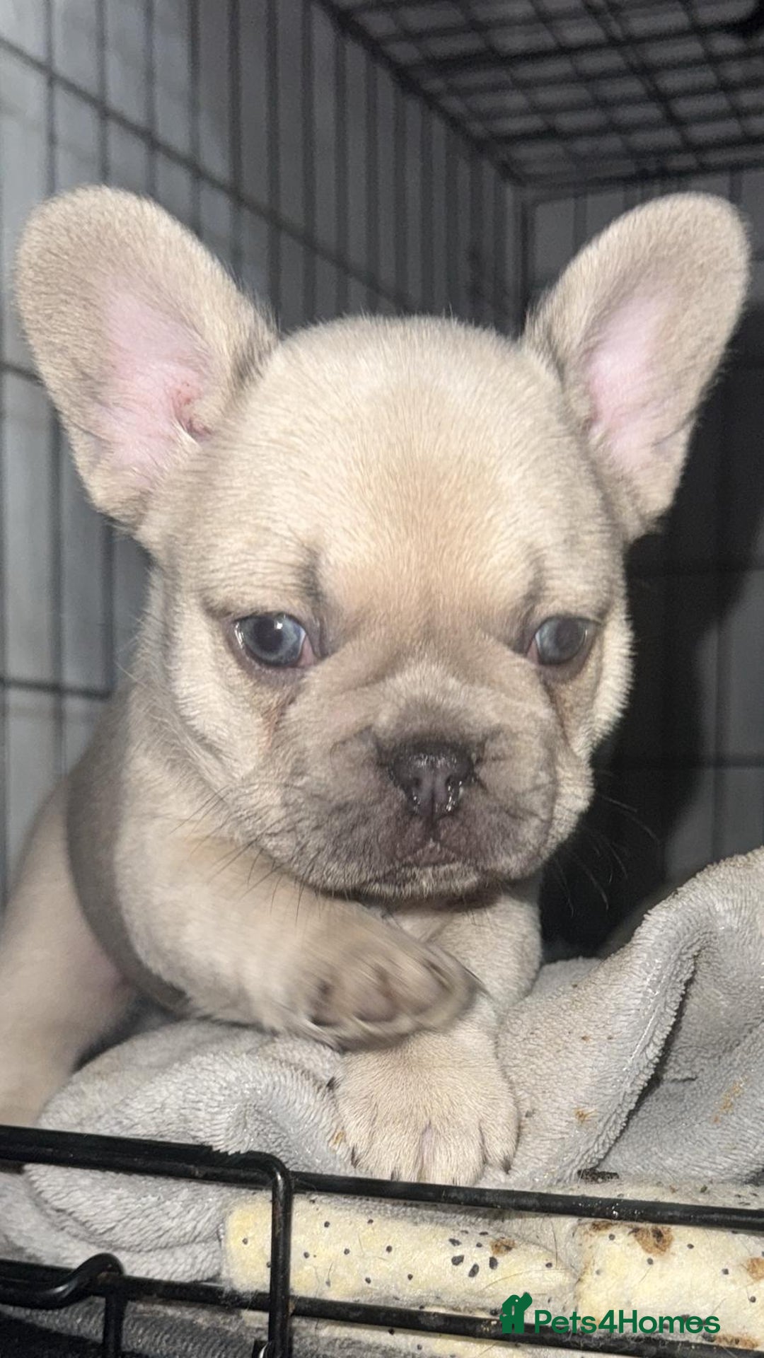 French Bulldog dogs for sale: French bulldogs pedigree - Advert 1