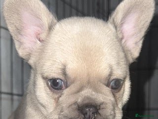 French Bulldog dogs French bulldogs pedigree - Advert 9