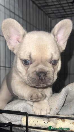 French Bulldog dogs - Advert 18