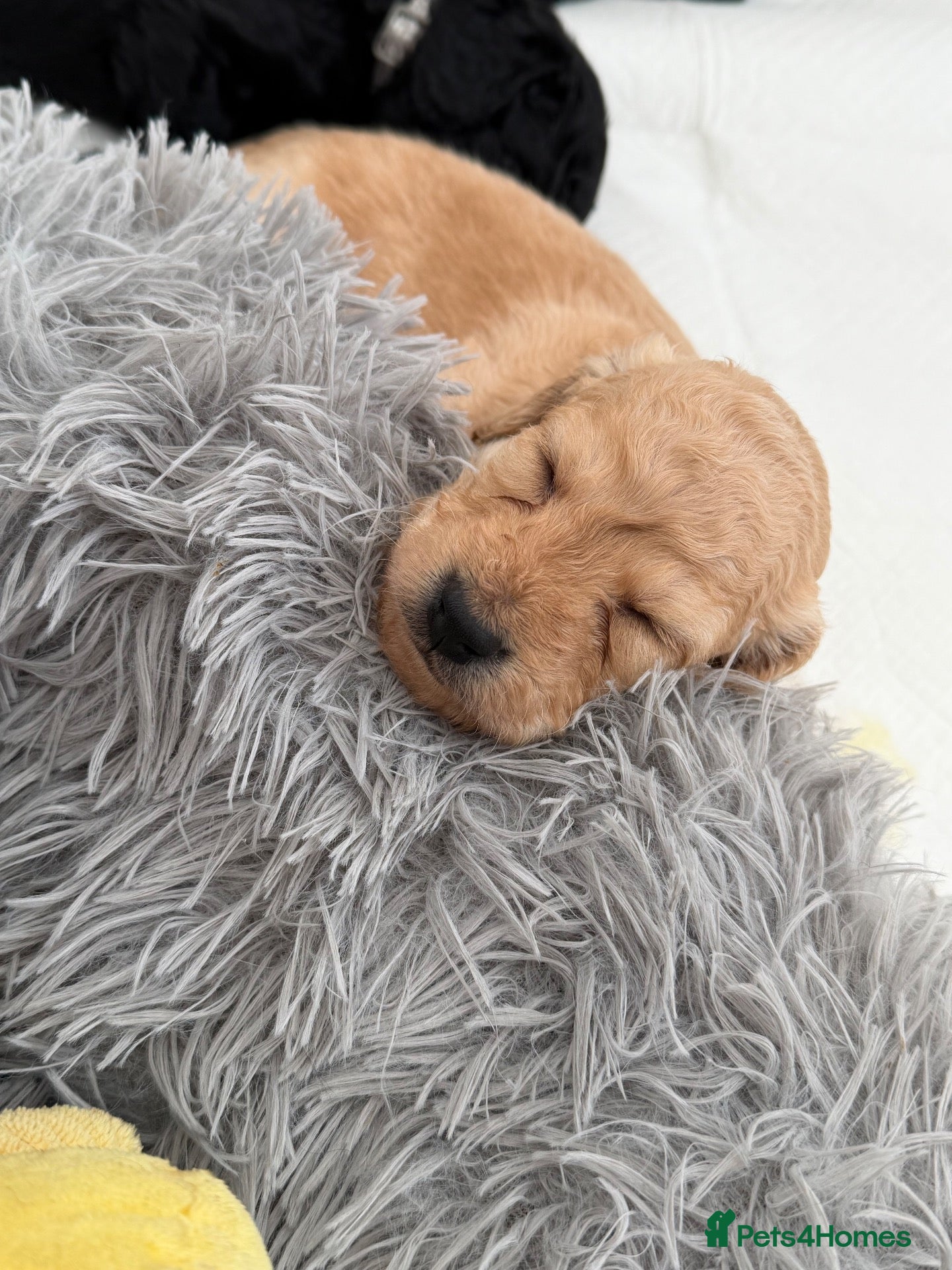 Cockapoo dogs Cockapoo pups  - Advert 18