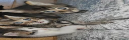 Mixed Breed cats for sale: 5 beautiful kitten's  - Advert 3