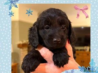 Cockapoo dogs STUNNING F2 COCKAPOO LOOKING FOR HER FOREVER 🏡🐶 - Advert 1