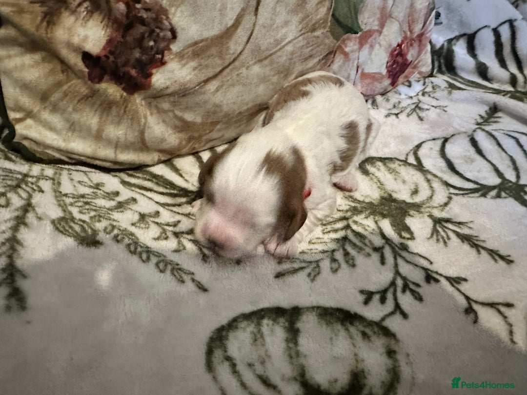 Mixed Breed dogs for sale: Cockalier puppies  - Advert 5