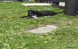 Lurcher dogs for sale: Lurcher - Image 4