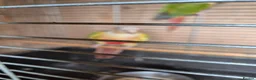Conures birds for sale: For sale  - Advert 8