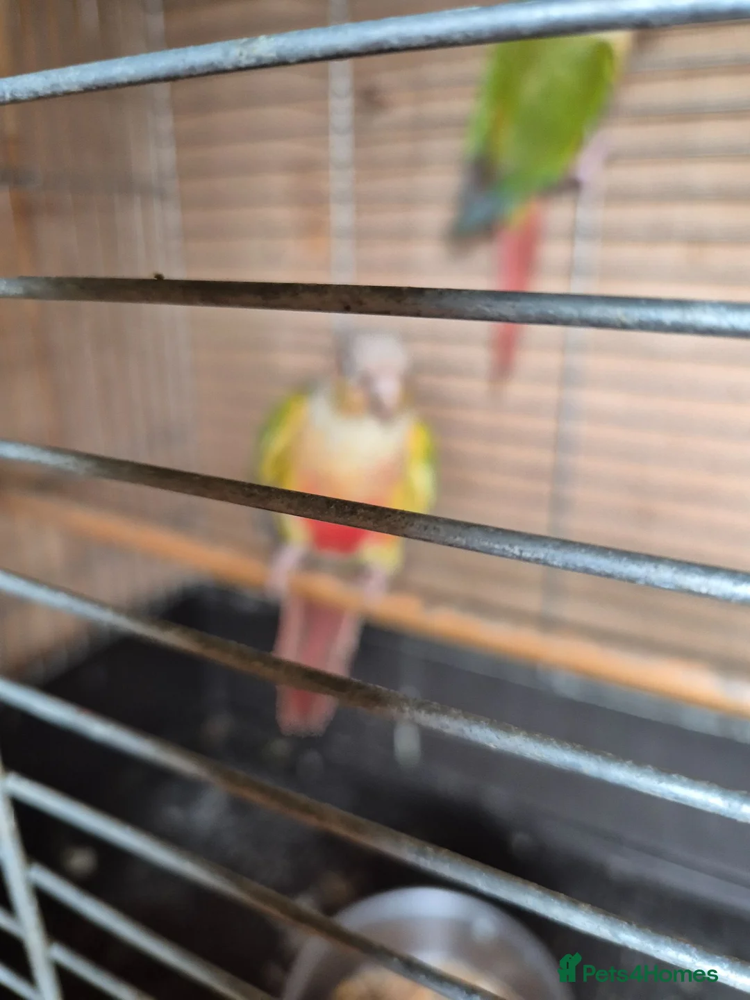 Conures birds for sale: For sale  - Advert 8