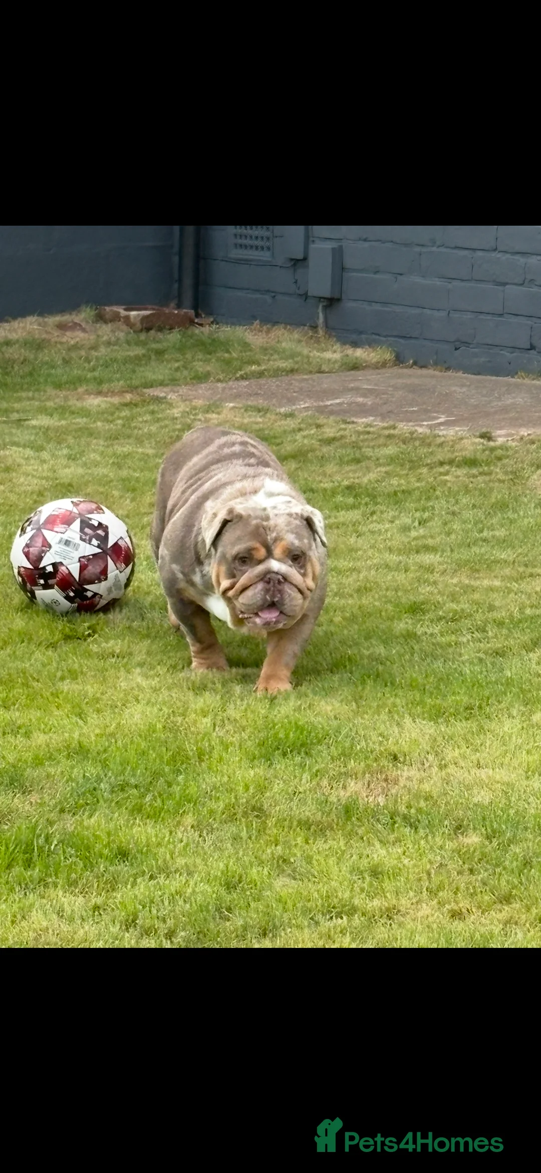 English Bulldog dogs for sale: British bulldog  - Advert 2