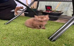British Shorthair cats for sale: 🍫 Two Chocolate Girls British Shorthair Kittens🤎 - Image 22