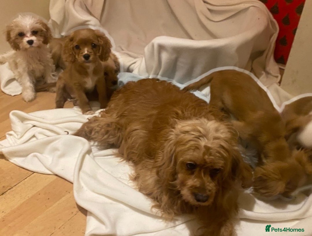 Cavapoo dogs for sale: Top quality DNA clear Inc BVA Eyes/Heart  - Advert 4