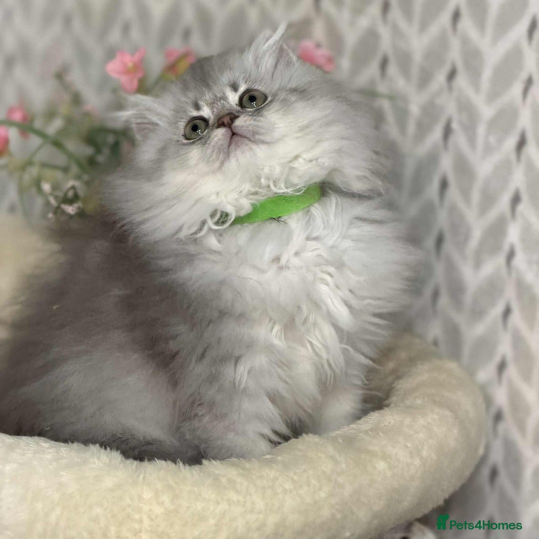 British Shorthair cats for sale: ⭐️Adorable TICA British Short/Long hair girls⭐️ - Advert 1