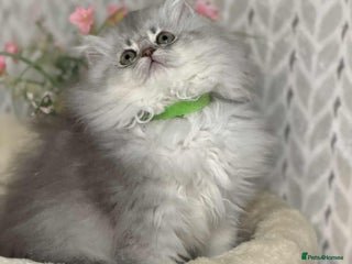 British Shorthair cats ⭐️Adorable TICA British Short/Long hair girls⭐️ - Advert 3