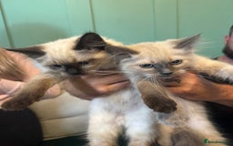 Ragdoll cats for sale: Reduced! Ragdoll kittens ready for new homes now!  - Image 8