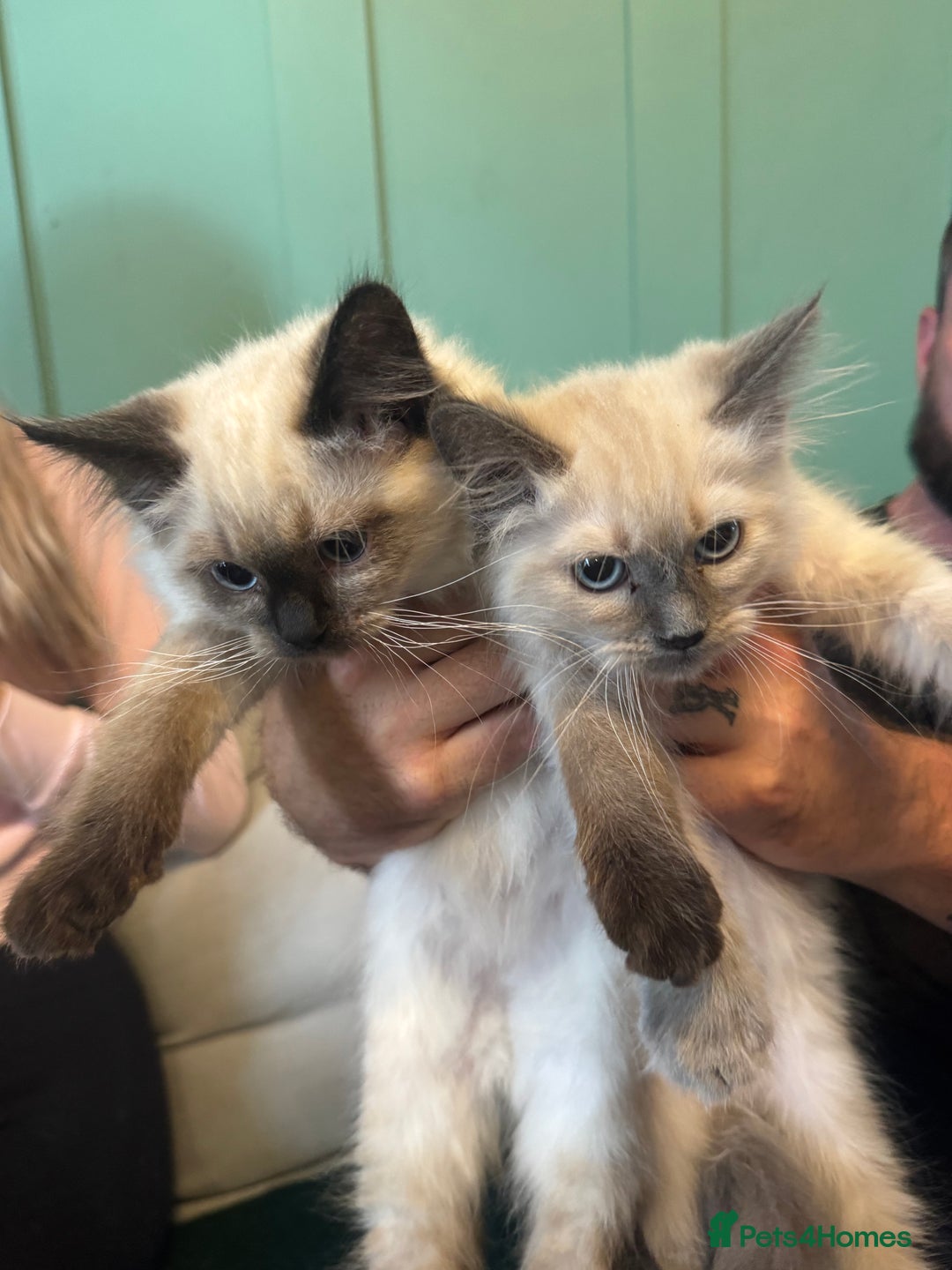 Ragdoll cats for sale: Reduced! Ragdoll kittens ready for new homes now!  - Image 8