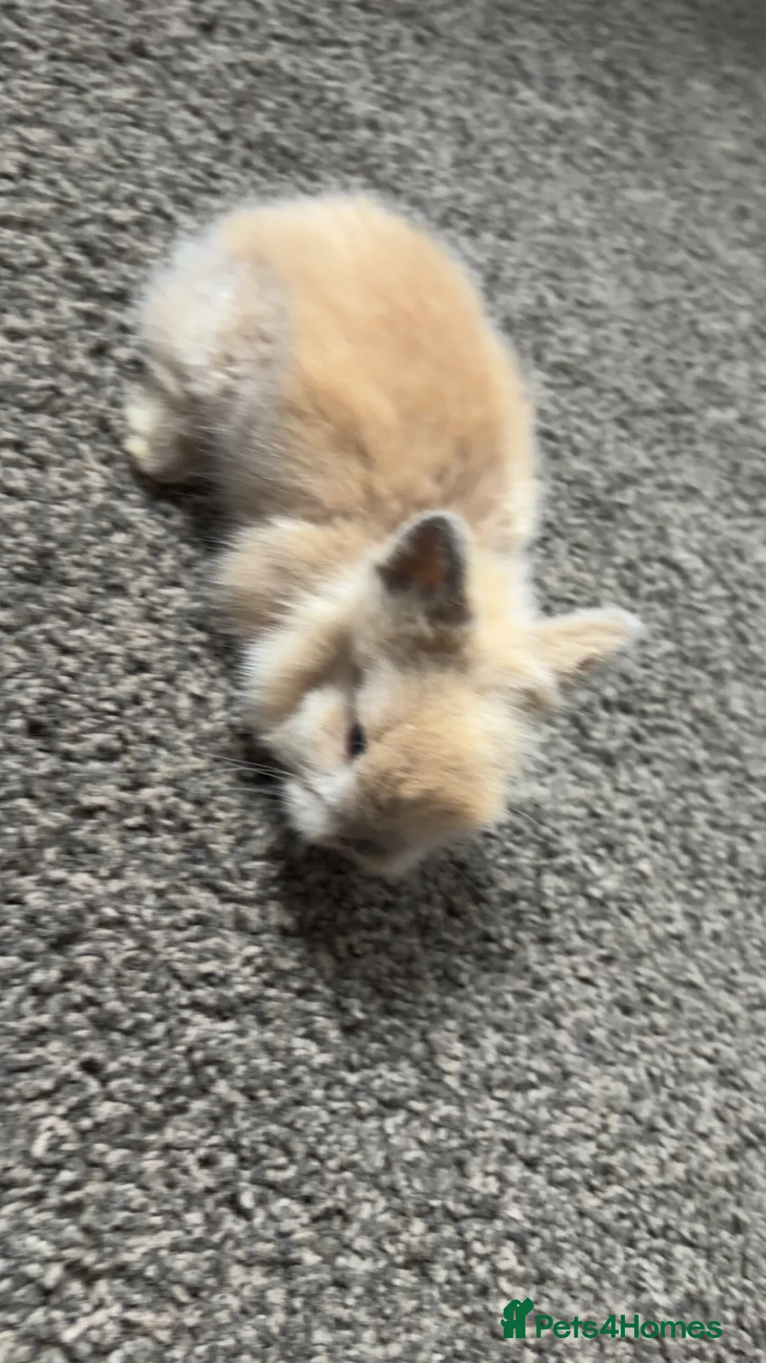 Lionhead rabbits for sale: Lionhead heads for Sale  in Bradford - Advert 2