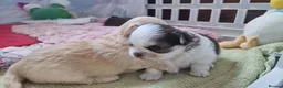 Chihuahua dogs for sale:  Long Coat KC CHI pups 2 BOYS & 1 GIRL - Advert 27