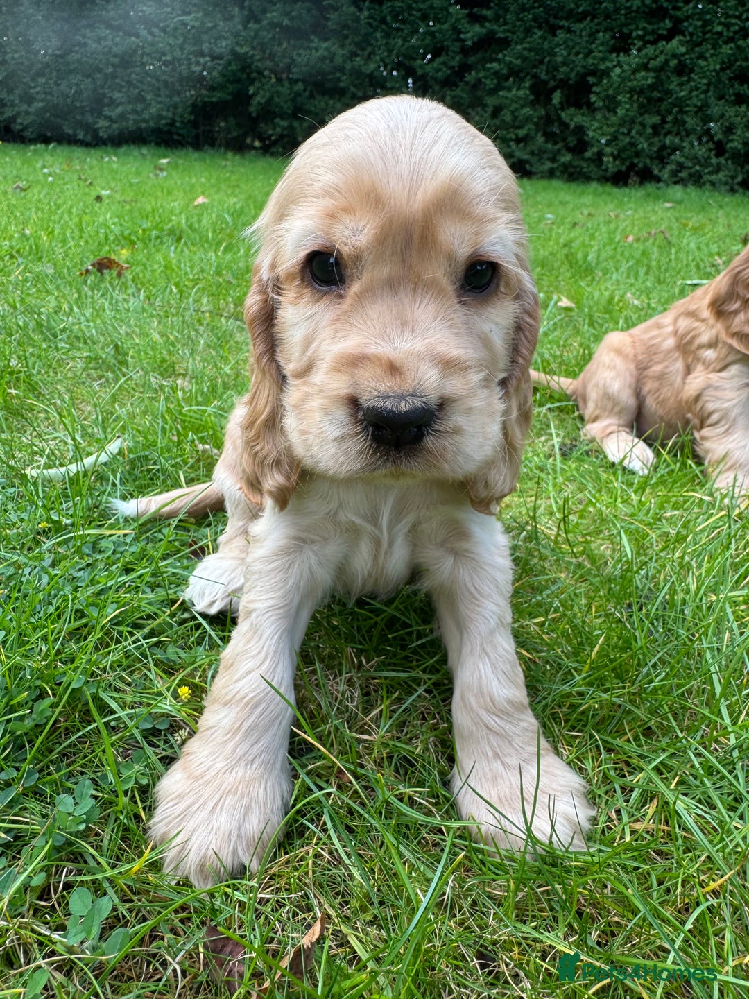 Cocker Spaniel dogs for sale: BEAUTIFUL KC SHOW TYPE COCKER SPANIELS  - Image 24
