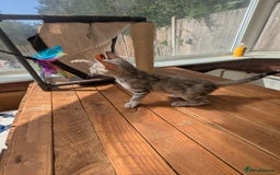 Bengal cats for sale: Bengal Kittens Purebred with Champion Lines  - Image 18