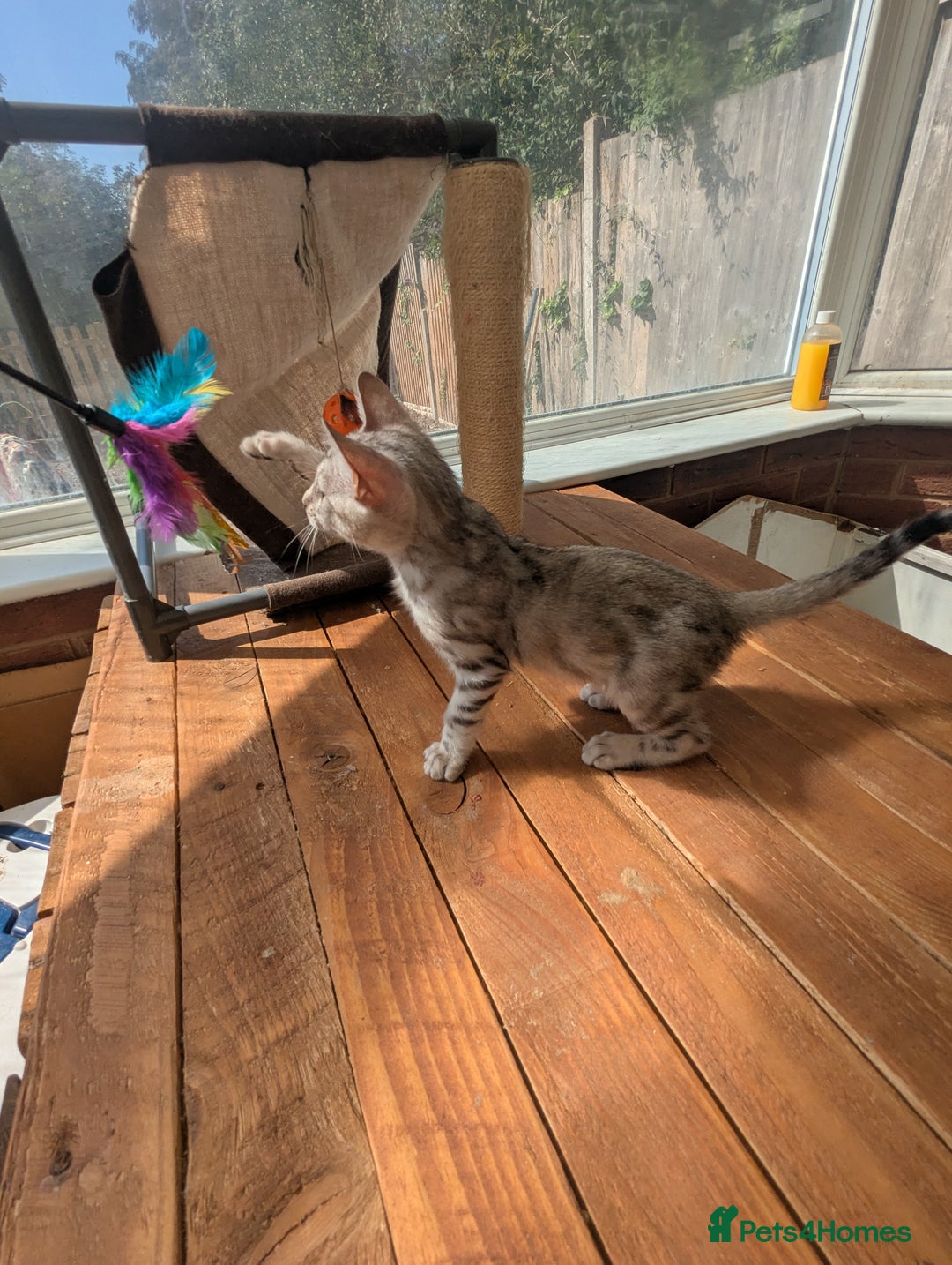 Bengal cats for sale: Bengal Kittens Purebred with Champion Lines  - Image 18