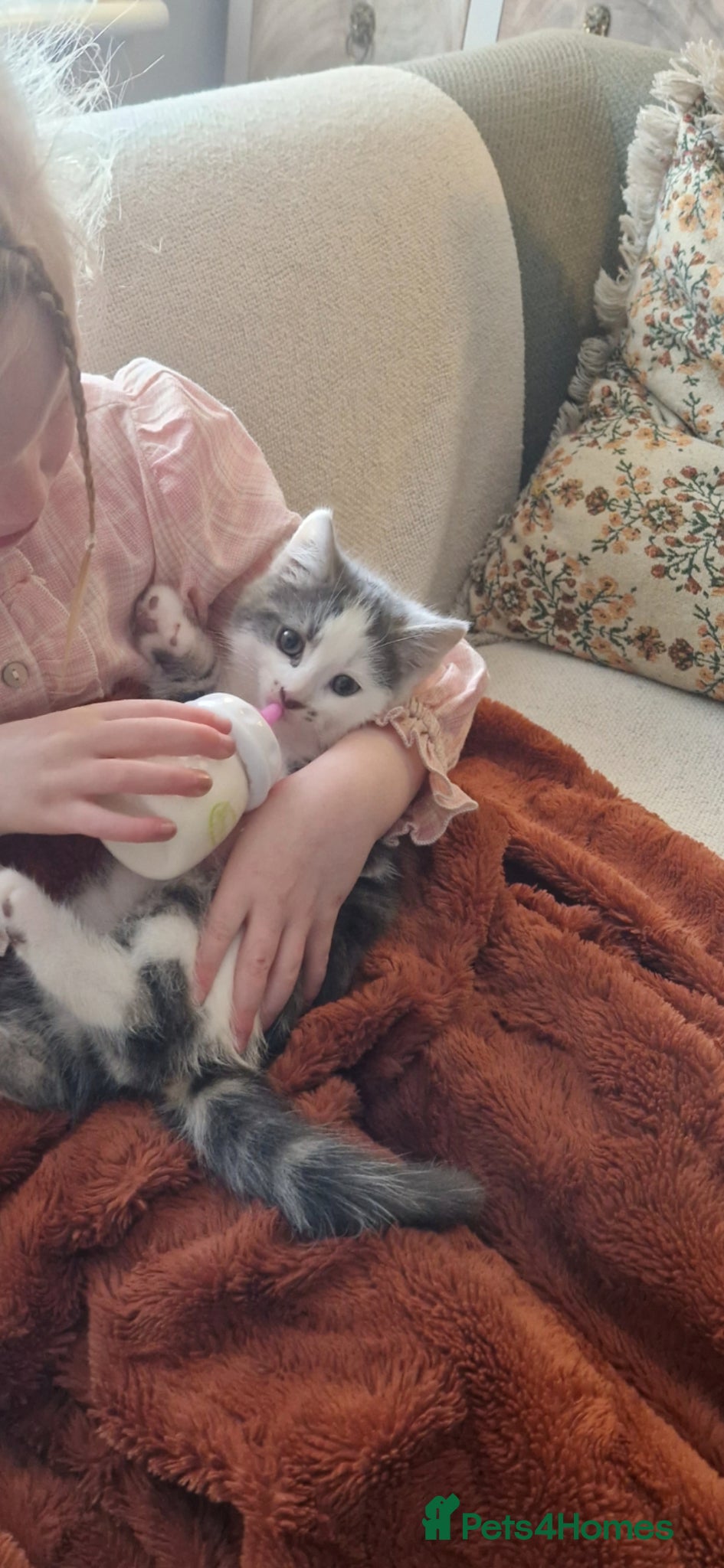 Mixed Breed cats My beautiful maincoon luna has 4 playful boys  - Advert 3