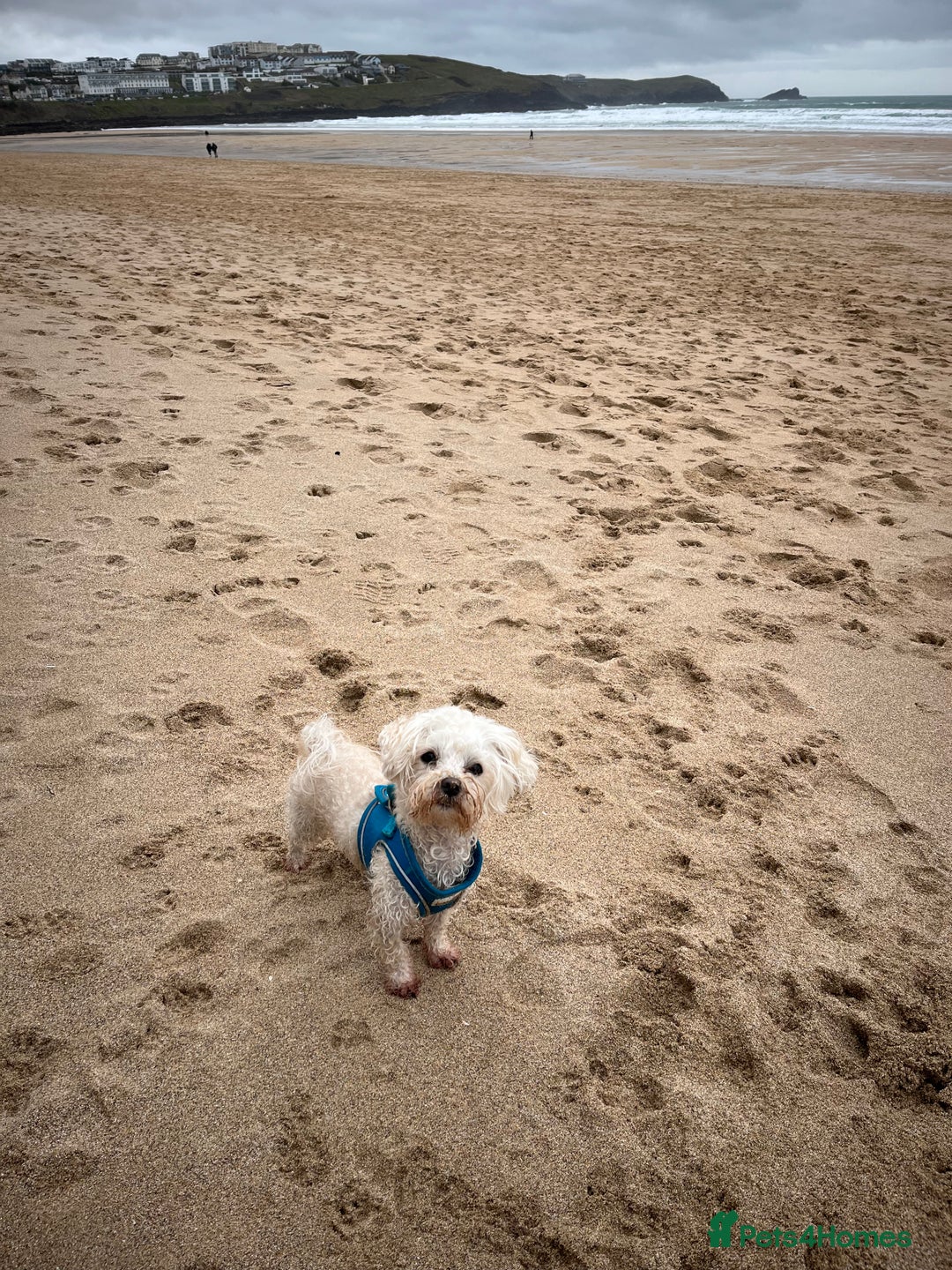 Maltipoo dogs for stud: Small Maltipoo Stud  - Image 5