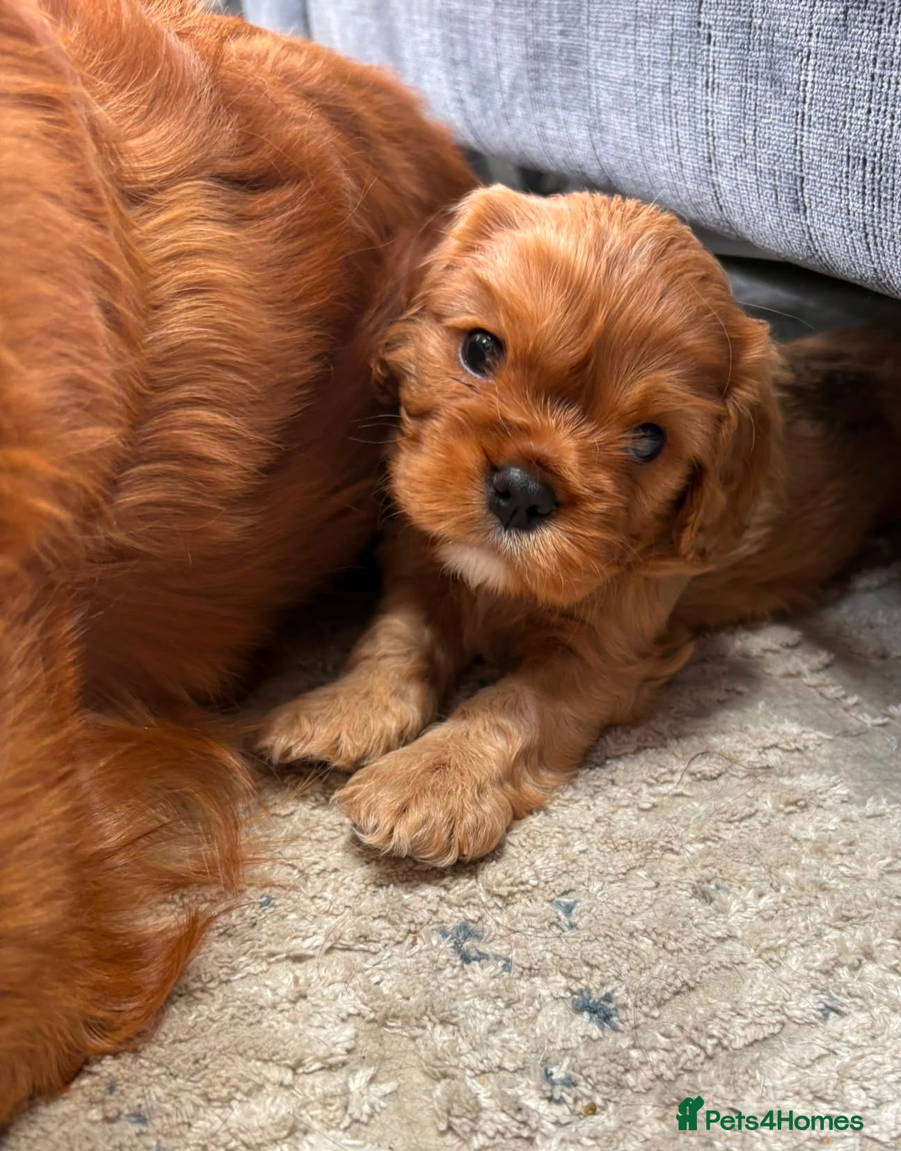 Cavalier King Charles Spaniel dogs Gentle Ruby Boy  - Advert 1
