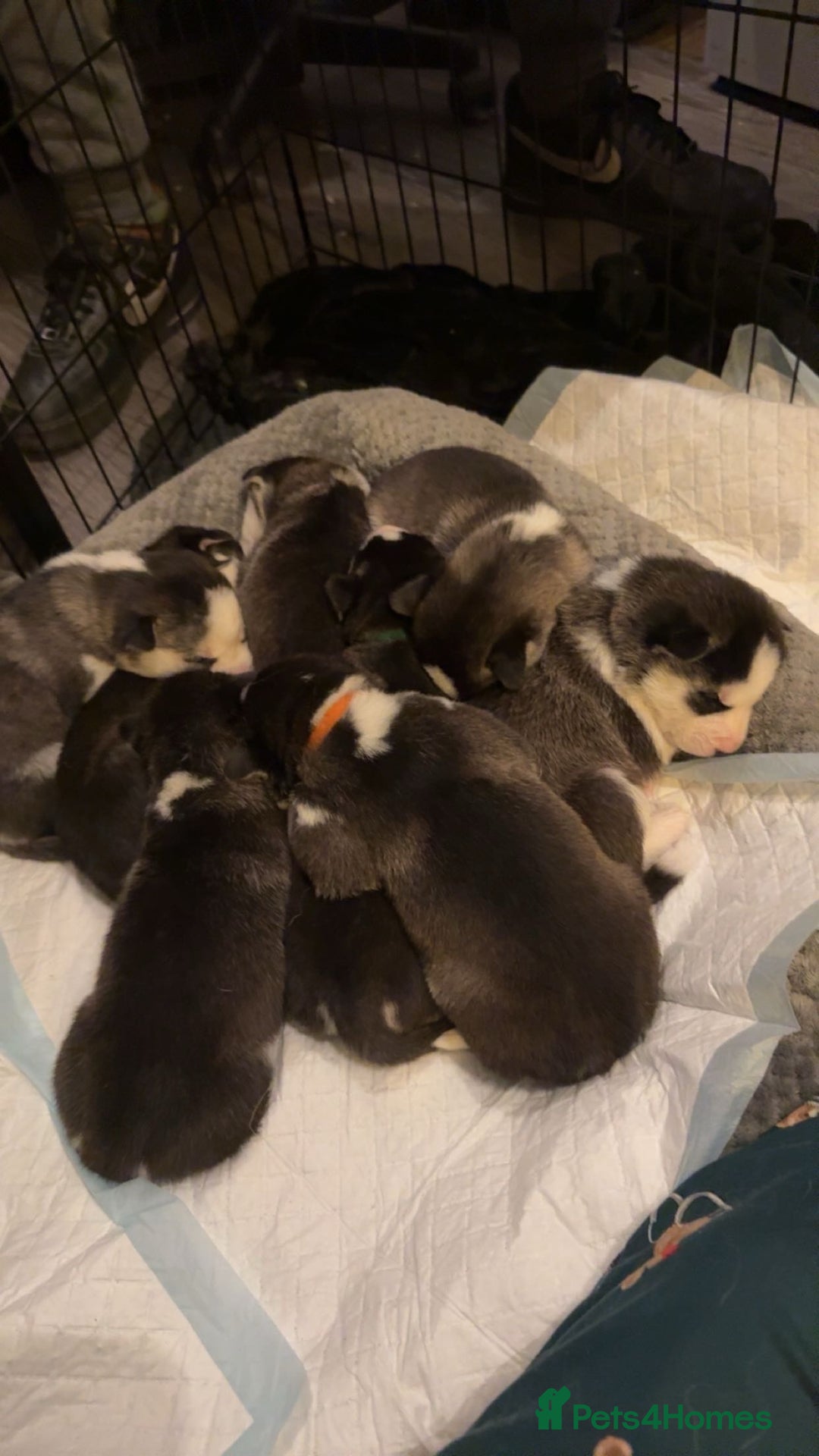 Siberian Husky dogs for sale: 3 beautiful Siberian huskies, 2 male and 1 female - Advert 10