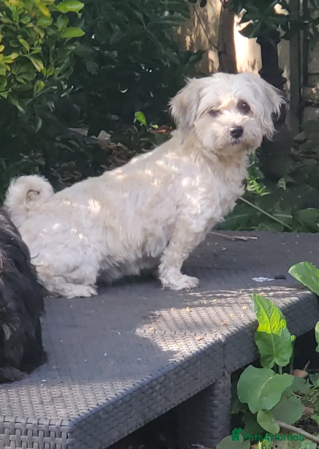 Mixed Breed dogs for sale: Shih tzu cross Pug puppies - Advert 8