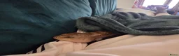 Skink reptiles for sale: Northern blue tongue skink - Advert 5