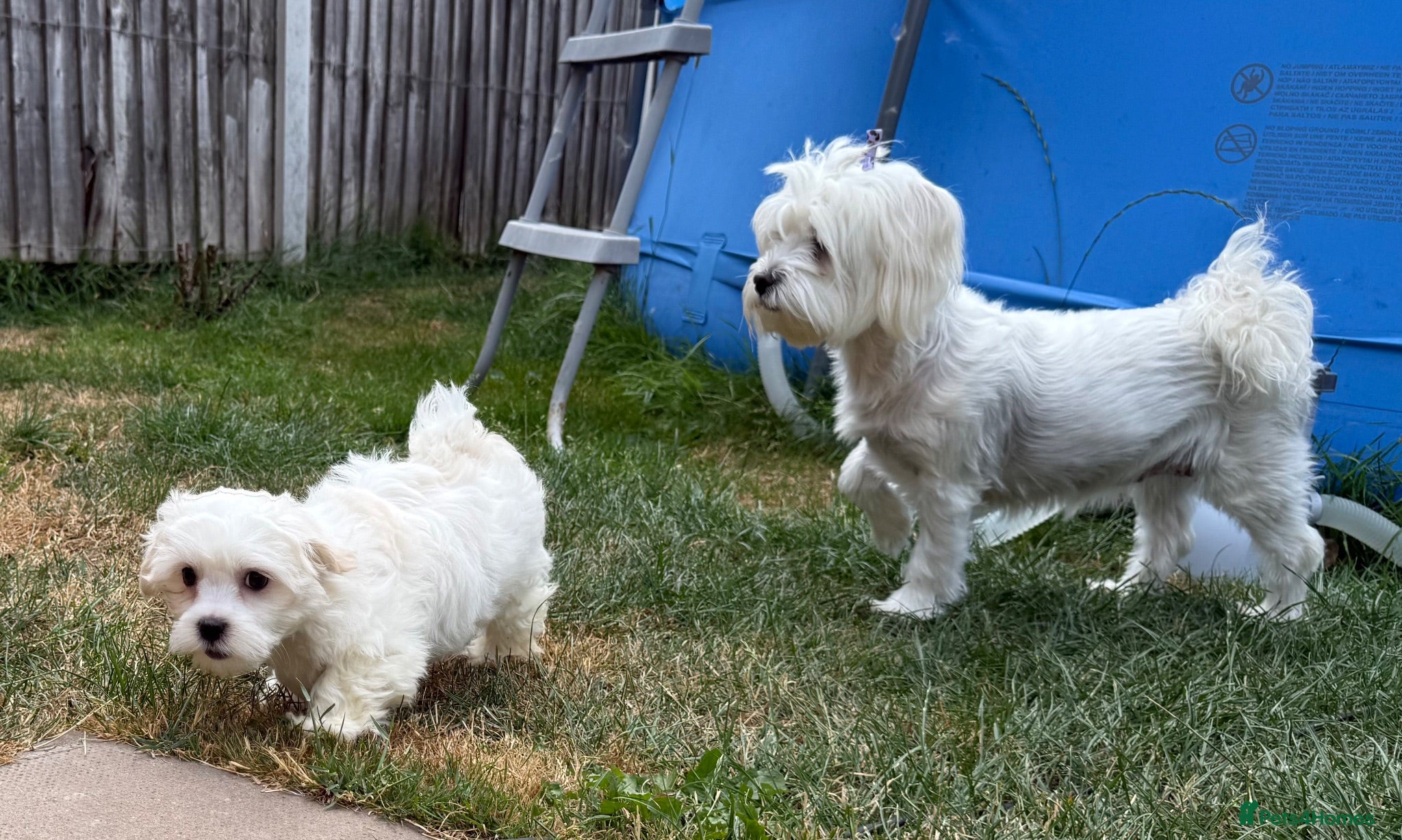Maltese dogs Price negotiable - Advert 1