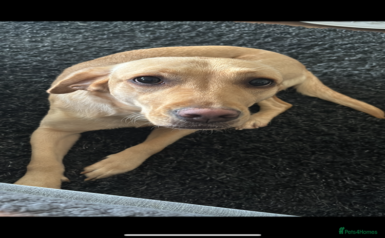Labrador Retriever dogs - Advert 15