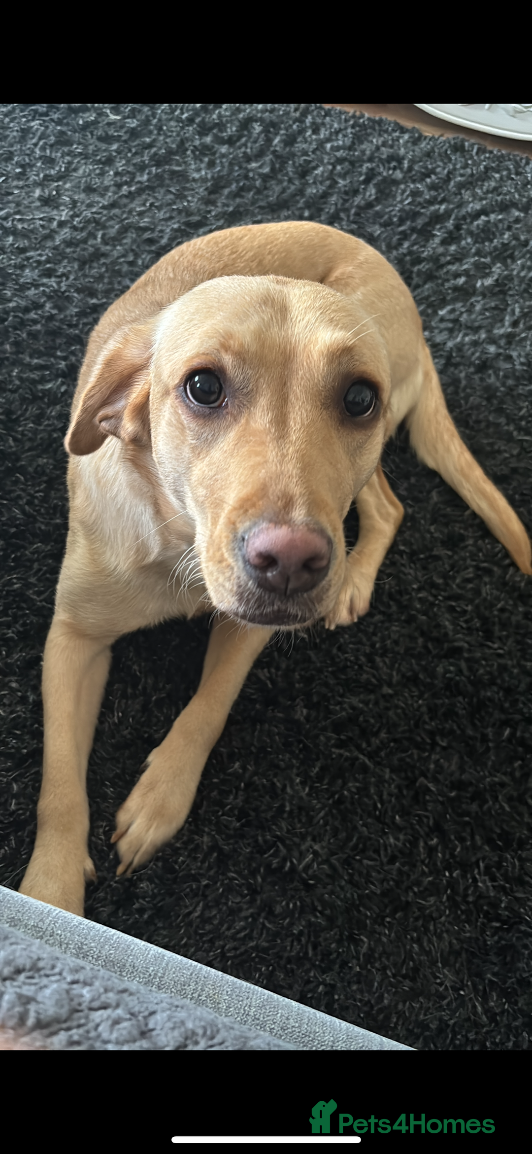 Labrador Retriever dogs for sale: Labrador  - Image 1