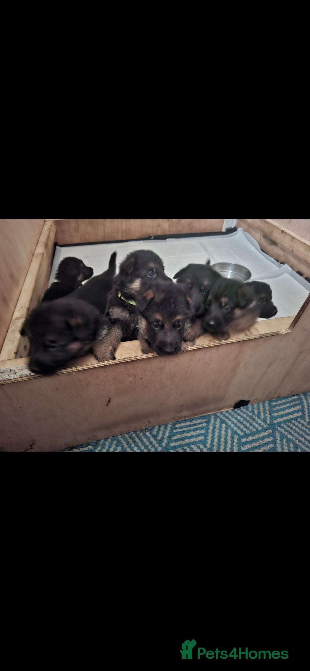 German Shepherd dogs for sale: Exceptional German shepherd puppies  - Image 30