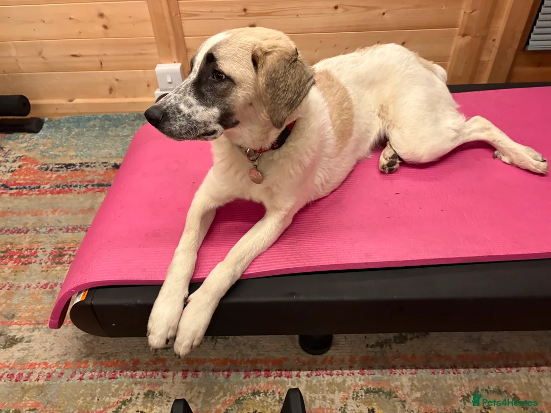 Mixed Breed dogs for adoption: Amara: Beautiful Soul Seeking a Family to Love - Advert 1
