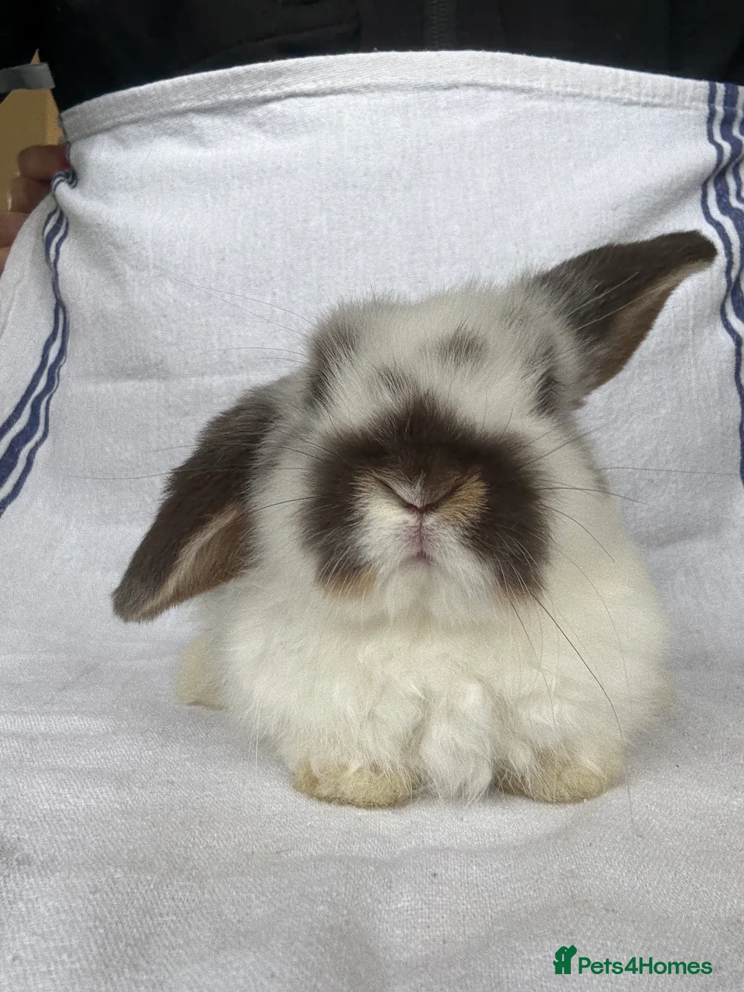 Mini Lop rabbits for sale: Beautiful Mini Lop Babies  - Advert 11