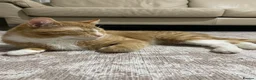 Domestic Shorthair cats for sale: Beautiful Ginger Domestic Short Hair in London - Advert 3