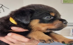 Rottweiler dogs for sale: 4 pups left, extensively health tested parents - Image 4