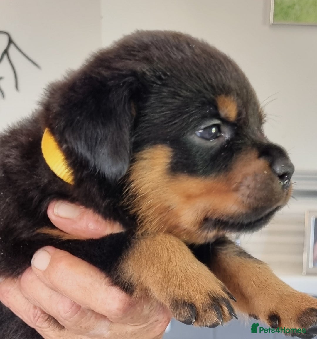 Rottweiler dogs for sale: 4 pups left, extensively health tested parents - Image 4
