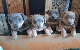 Jack Russell dogs for sale: Lilac/Blue Jack Russell puppies  in Hornchurch - Image 1