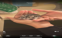 Hamster rodents for sale: Female Russian dwarf hamster looking for a newhome - Image 6
