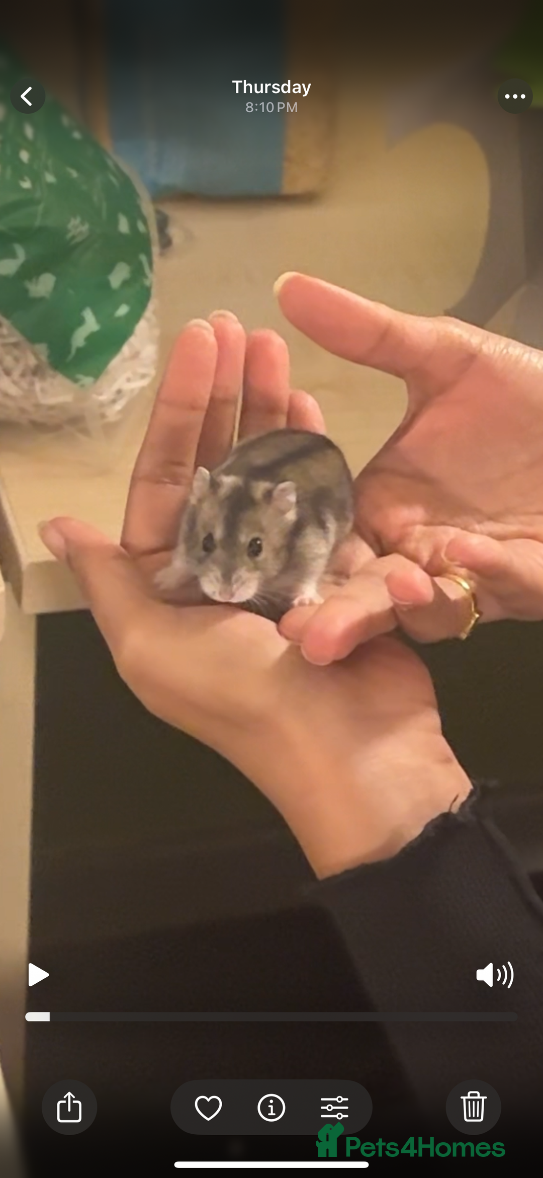 Hamster rodents for sale: Female Russian dwarf hamster looking for a newhome - Image 6